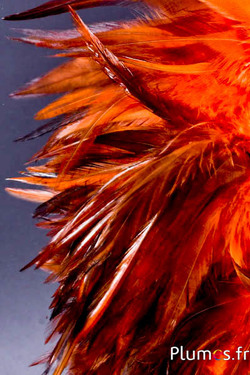 Fringe Haan - lange. veeren 10-15 cm - koffie